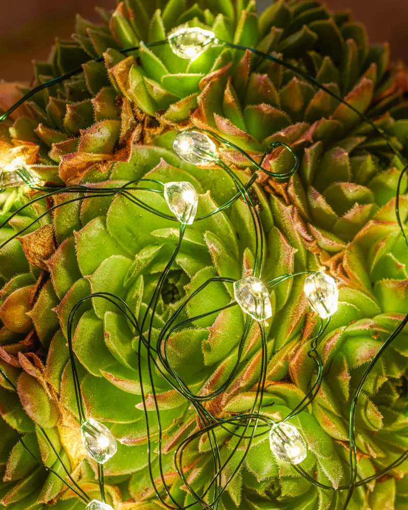 Maggie 40 LED